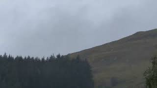 🦌Red Deer Stag in Morvern Scotland [upl. by Timi]