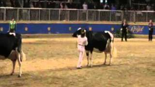 Canada National Holstein Show  Grand Champion Selection [upl. by Anitsuj]