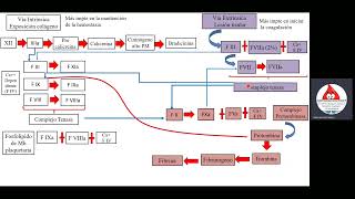 Hemostasia secundaria [upl. by Erolyat]