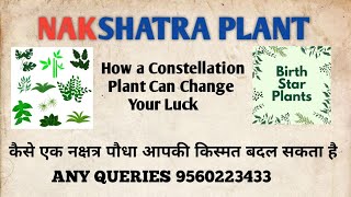 NAKSHATRA plant benefits tarot numerology fortunetelling [upl. by Peednam]