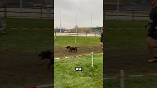 Au CaniXOpen j’ai vu 👀 malinois dog canicross [upl. by Ailey965]