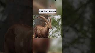 Como os animais foram extintos 😳 curiosidades scary horrorshorts medo animal animals [upl. by Otipaga]