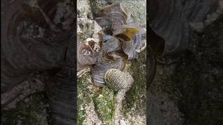 Marine biodiversityExploring Andaman😍shortsfeed nature [upl. by Koval]