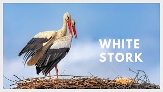 White stork sound Ciconia ciconia [upl. by Ledoux]