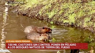 Castores ponen en peligro a los bosques de Tierra del Fuego [upl. by Sula]