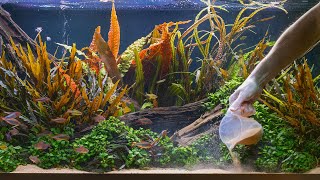 How I changed the foreground in my best aquascape 4K TUTORIAL [upl. by Ijan388]