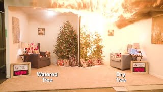 Dry Christmas tree vs Well watered tree [upl. by Annohsat]