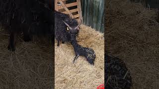 Pedigree Hebridean Ram lamb first of the Little Glebe Heb dynasty DaveandJaneLivingTheDreamshorts [upl. by Idnahc635]