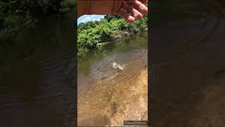 Chumming for bass in the creek  bass fishing with live bait [upl. by Fagan]