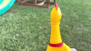 Rubber chicken goes outside [upl. by Aguste]