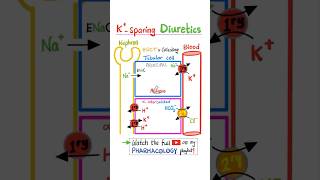 PotassiumSparing Diuretics Part 2  Kidney Pharmacology…science pharmacology physiology nurse [upl. by Tlevesor]