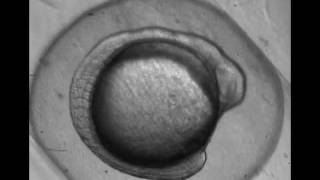 Zebrafish egg development over 24 hours [upl. by Nahsed]