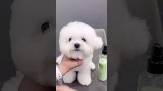 BICHON FRISES PUPPY GETTING FACELIFT AND GROOMING CARE 😊🐶🙉 dog pets grooming puppy cute [upl. by Aliel]