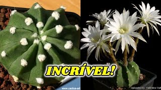 10 ESPÉCIES DE CACTOS E SUAS FLORES [upl. by Nylyak36]