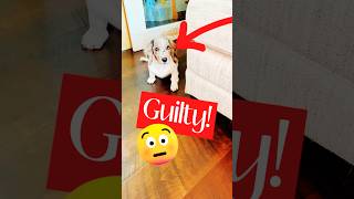 Mini Dachshund Has Been Caught dog youtubeshorts [upl. by Ahsai514]