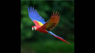 Scarlet Macaw Sound Effect [upl. by Theta]