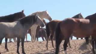 WILD HORSES  CAVALLI SELVAGGI III°part [upl. by Eiralam]