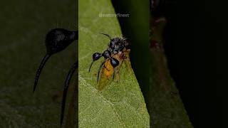 Ant Mimicking Treehopper  Cyphonia clavata [upl. by Otiragram]