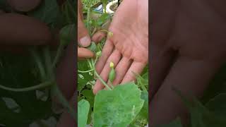 Agriculture Technology ytshorts trending shortvideo viralvideo viralshorts song tseries stri [upl. by Raymond]