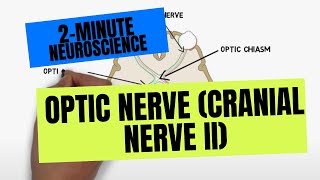 2Minute Neuroscience Optic Nerve Cranial Nerve II [upl. by Lletnohs]