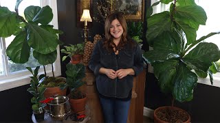 Fiddle Leaf Fig Care Guide 🌿  Garden Answer [upl. by Earised]