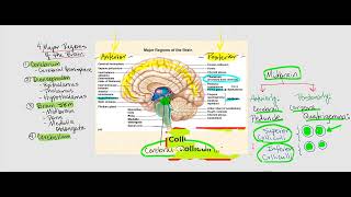 Lecture Video 1 The Brain [upl. by Ainyt50]