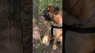 bullmastiff dogs Security and protection [upl. by Nelhsa]