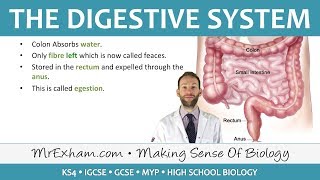 GCSE Science Revision  Digestion [upl. by Stratton]