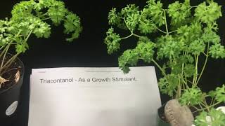 Tricontanol as a Biostimulant To increase plant size and quality naturally organic [upl. by Leirej]