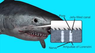 Smart fishing hook uses magnets to repel sharks [upl. by Eletnahc]