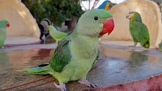 Alexandrine Chick Natural Sounds  Baby Parrot Natural Voice [upl. by Ettevi263]