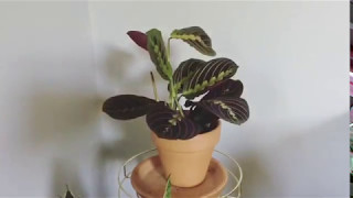 Maranta Prayer Plant Timelapse [upl. by Macmahon]