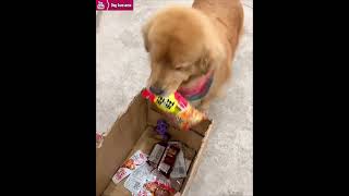 Golden retriever takes a box to the supermarket to grab food😂 [upl. by Retepnhoj]