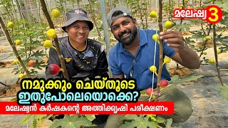 മലേഷ്യൻ കർഷകന്റെ പരീക്ഷണക്കൃഷി  Fig Farm in Malaysia  Edible Bird‘s Nest A Chinese Delicacy [upl. by Sedecrem]