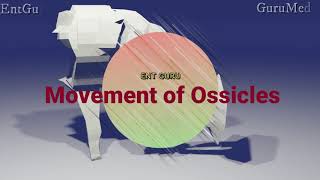 Ossicles movement [upl. by Brittni555]