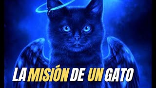 ¿Por qué los gatos llegan a tu vida La misión de un gato [upl. by Elsy564]