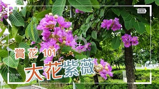 【賞花101】大花紫薇 【Appreciation of Flowers 101】Lagerstroemia speciosa [upl. by Iorgo]