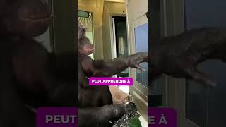 Un singe bonobo de 43 ans termine Minecraft  Découvrez lhistoire incroyable de Kanzi [upl. by Boorer]