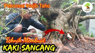 Program Akar Sancang  bonsai tree [upl. by Bittencourt]