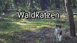 Waldkatzen [upl. by Yeslehc]