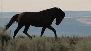 Mustang Soul July 2015 [upl. by Igor591]