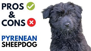 Pyrenean Sheepdog Pros and Cons  Chien de Berger des Pyrénées Dog Advantages and Disadvantages [upl. by Enayr]