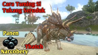 Panen Narcobery dan Thatch dengan Dino ini  Cara Taming Triceratops  Ark Survival Evolved mobile [upl. by Alexandros]