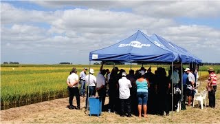 Jornada Técnica do Arroz é realizada na Embrapa Clima Temperado PelotasRS [upl. by Cerallua584]