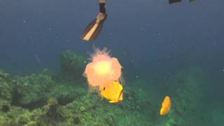 Jellyfish at Makena Landing on Maui [upl. by Lenni]