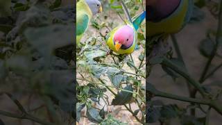 honny funny 🦜🦜bollywood song baliye de mukhde pesammk [upl. by Daggett]