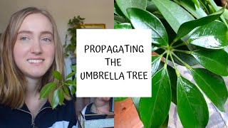 How to Propagate the Umbrella Tree  Schefflera [upl. by Hras40]