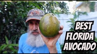 Is This The Best Florida Avocado [upl. by Jacquelynn811]