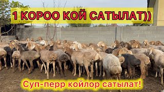 1 короо МЫКТЫ КОЗУЛУУ КОЙЛОР сатыкка чыкты [upl. by Folly]