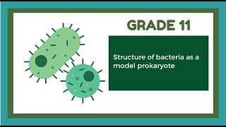 Topic  Structure of Bacteria as a Model Prokaryote  biology [upl. by Lorie]